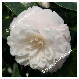 Camellia Japonica 'Dr Lilyan Hanchey'