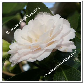 Camellia Japonica 'Dr Lilyan Hanchey'