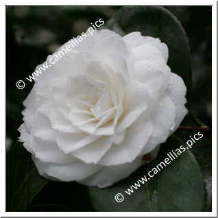 Camellia Japonica 'Linda Rosazza'