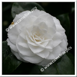 Camellia Japonica 'Linda Rosazza'