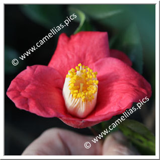 Camellia Japonica 'Linné'