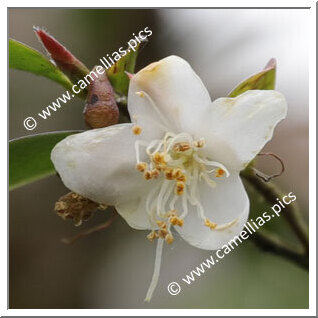 Camellia Botanique 'C. lipoensis'