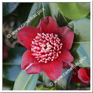 Camellia Japonica 'Lipstick'