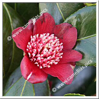 Camellia Japonica 'Lipstick'