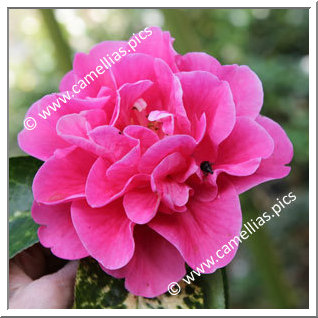 Camellia Reticulata 'Lisa Gael'