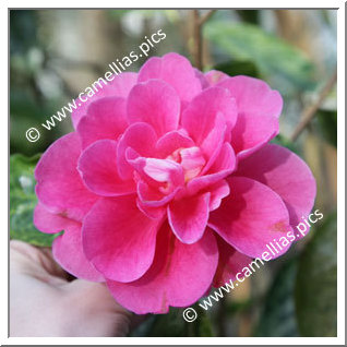 Camellia Reticulata 'Lisa Gael'