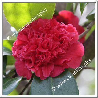 Camellia Japonica 'Little Bit'