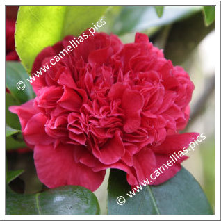 Camellia Japonica 'Little Bit'