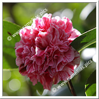 Camellia Japonica 'Little Bit Variegated'