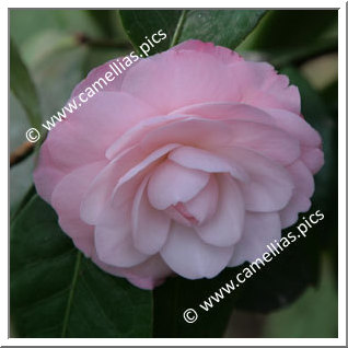 Camellia Japonica 'Little Bo Peep'