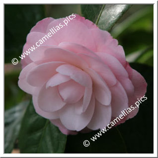 Camellia Japonica 'Little Bo Peep'