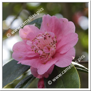 Camellia Hybride C.x williamsii 'Little Lavender'