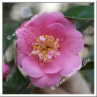Camellia Hybrid C.x williamsii 'Little Lavender'