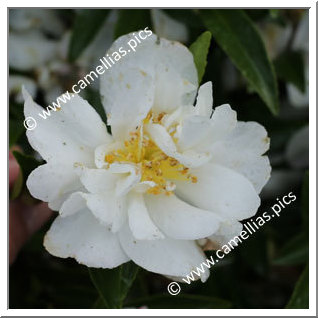 Camellia Sasanqua 'Paradise Little Liane'