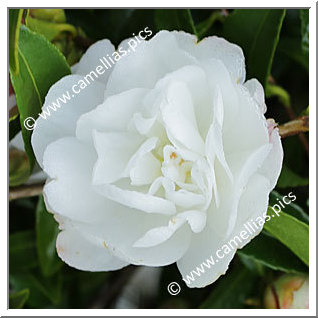 Camellia Sasanqua 'Paradise Little Liane'