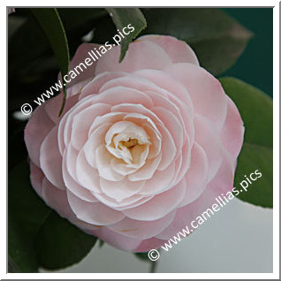 Camellia Japonica 'Little Man'