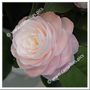 Camellia Japonica 'Little Man'