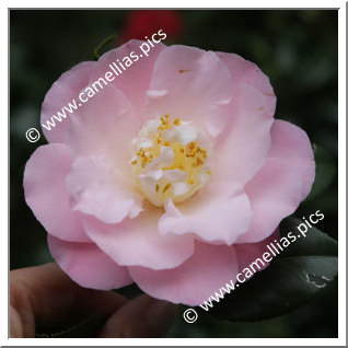 Camellia Japonica 'Little Michael'