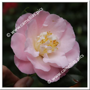 Camellia Japonica 'Little Michael'