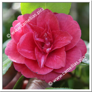 Camellia Japonica 'Little Red Riding Hood'