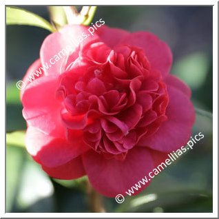 Camellia Japonica 'Little Slam'