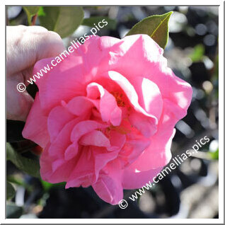 Camellia Reticulata 'Liuye Yinhong'