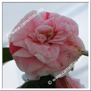 Camellia Japonica 'Livia Borromeo'