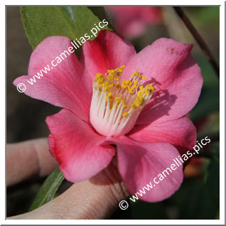 Camellia Japonica 'Loango'