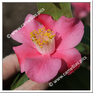 Camellia Japonica 'Loango'