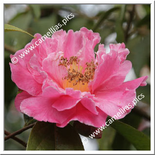 Camellia Hybride 'Lois Shinault'