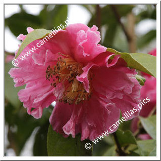 Camellia Hybride 'Lois Shinault'