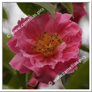 Camellia Hybrid 'Lois Shinault'