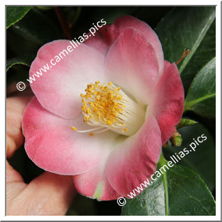 Camellia Hybrid 'Loki Schmidt'