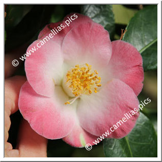 Camellia Hybrid 'Loki Schmidt'