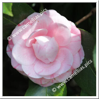 Camellia Japonica 'Lombarda'