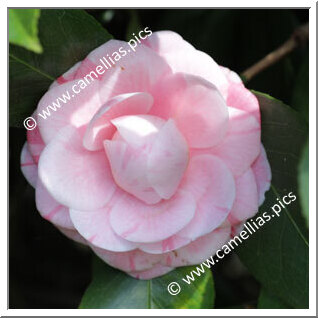 'Lombarda'