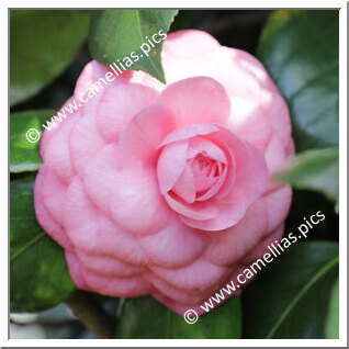 'Lombarda Rosea'