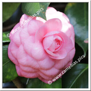 Camellia Japonica 'Lombarda Rosea'