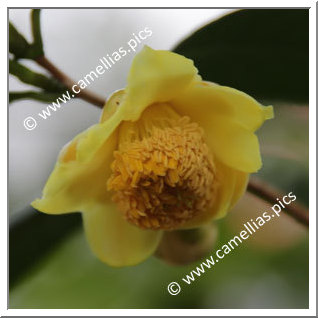 Camellia Species C. longgangensis