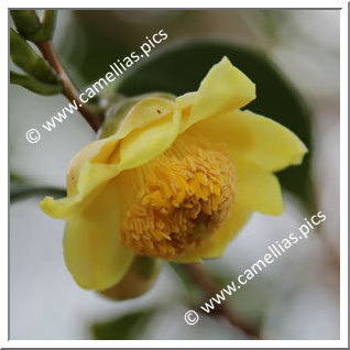 Camellia Species 'C. longgangensis'