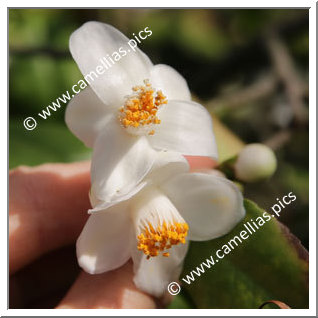 Camellia Botanique 'C. longicarpa'