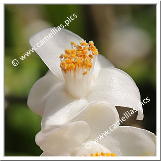 Camellia Species 'C. longicarpa'