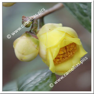 Camellia Species 'C. longzhouensis'