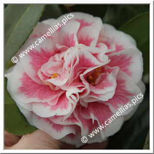 Camellia Japonica 'Look-Away'