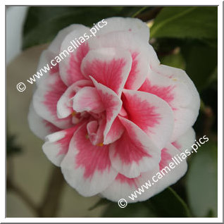 Camellia Japonica 'Look-Away'
