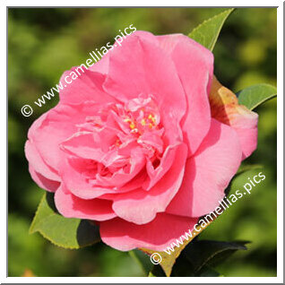 Camellia Japonica 'Chanoine Louis Larose'