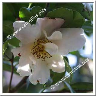 Camellia Hybride 'Dr Louis Polizzi'