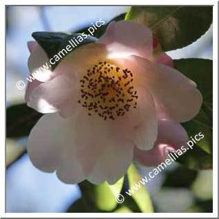 Camellia Hybride 'Dr Louis Polizzi'