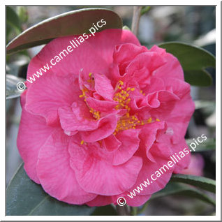 Camellia Japonica 'Louis Sander'