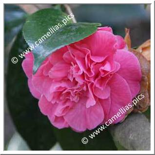 Camellia Japonica 'Louis Sander'